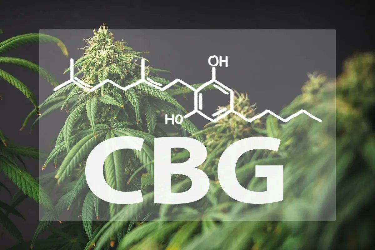 NEW BLOG 
CBG: 'The Mother of Cannabinoids'🧐

Check it out cbdtroubleshoot.com/blogs/news/cbg…
#CannabisLife #CBD #THC #CBG #CBDBathBombs #HempDerived #CBDGummies #CannabisIndustry #CannabisNews #OrganicCBD #CBDBlog #Cannabis #CBDOils #CBDOil #CBDTroubleshooters #CBDHealth #Cannabigerol