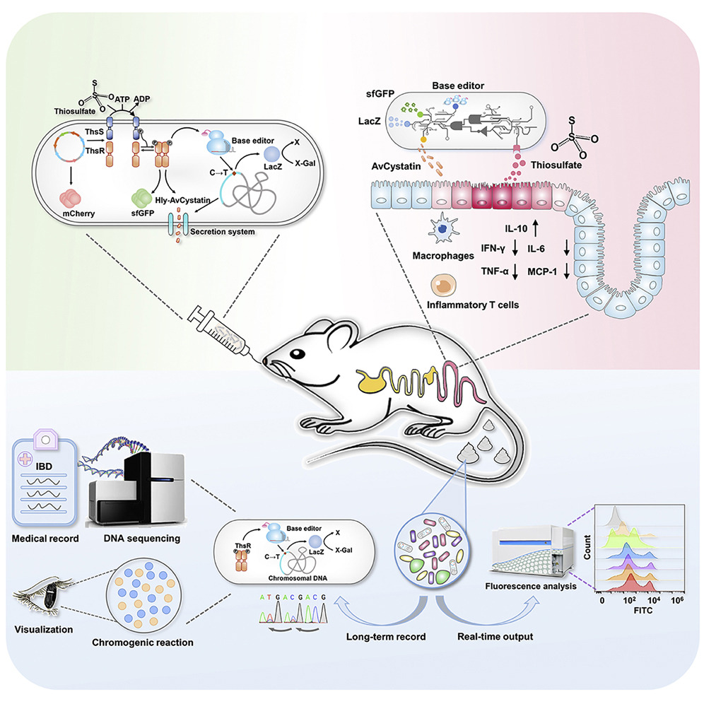 cellhostmicrobe's tweet image. i-ROBOT, an intelligent probiotic. New work presents i-ROBOT, a #probiotic for diagnosis &amp;amp; amelioration of #InflammatoryBowelDisease. i-ROBOT noninvasively records disease information &amp;amp; uses self-regulated drug release responsive to inflammation in mice  cell.com/cell-host-micr…