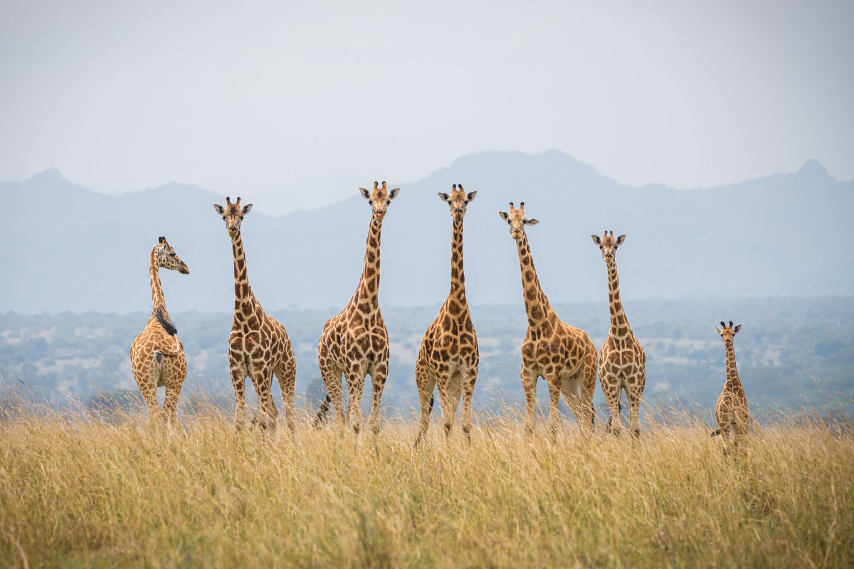 𝗦𝗦𝗘𝗡𝗬𝗢𝗡𝗬𝗜 𝗗𝗘𝗥𝗥𝗜𝗖𝗞 𝗦𝗔𝗡𝗬𝗨 tweet media