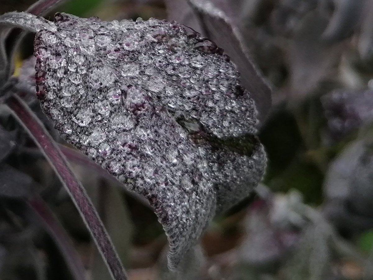 TomderZar's tweet photo. Mein Salbei pfeift auf Swarovski 🤓
#garten #dailyfleets #garden #kleingarten #gartenlogbuch #wienliebe #vienna #schrebergarten https://t.co/AaUsADHv8k
