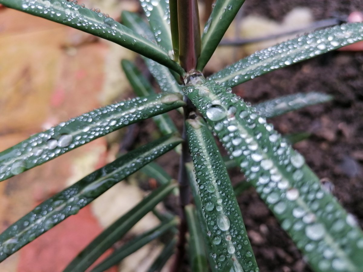 TomderZar's tweet photo. Mein Salbei pfeift auf Swarovski 🤓
#garten #dailyfleets #garden #kleingarten #gartenlogbuch #wienliebe #vienna #schrebergarten https://t.co/AaUsADHv8k