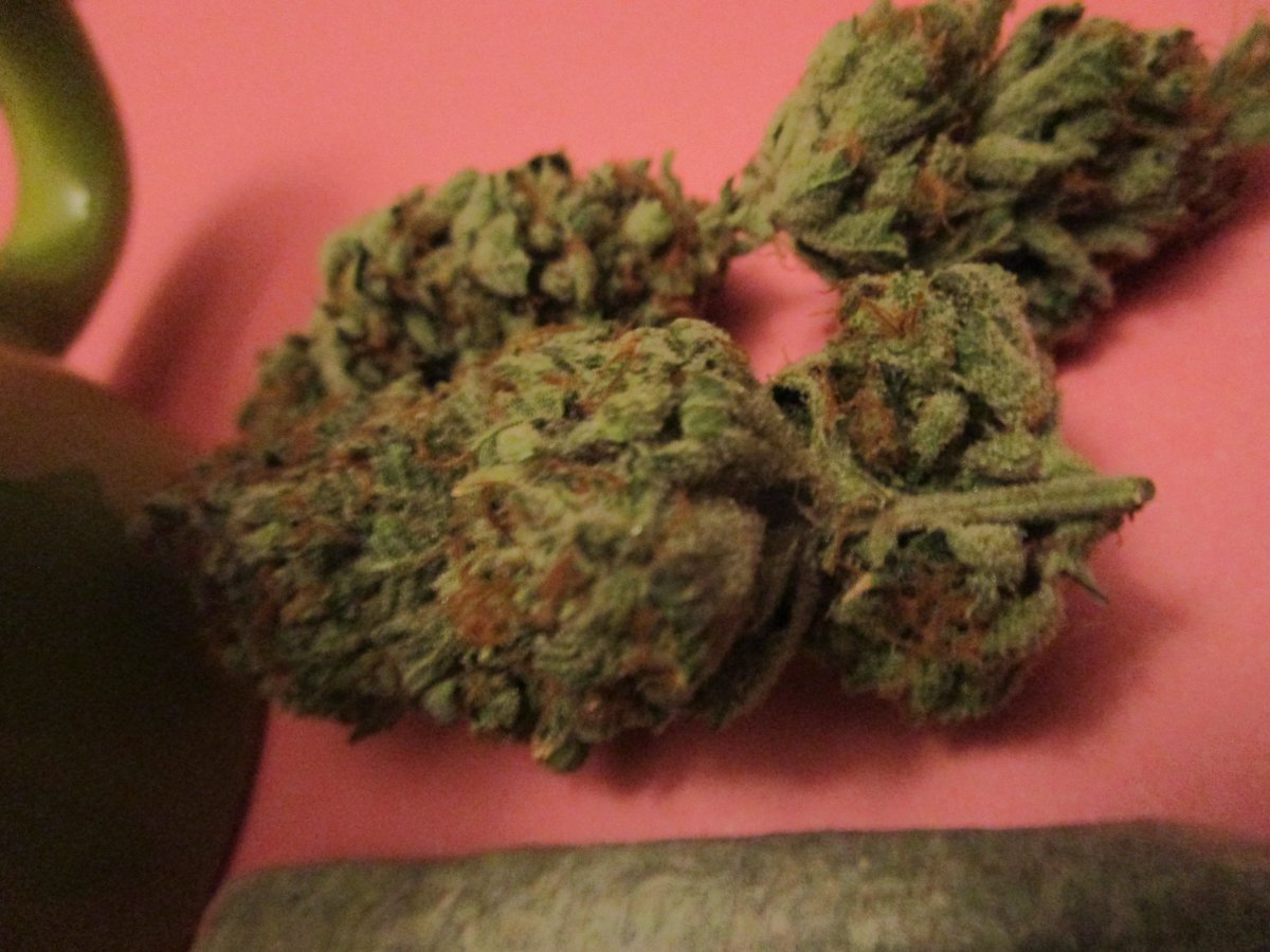 cannalabs420's tweet photo. 2023 π
π₯New York Growers Cup 2022 - old school circa 1994 #AK47
#MuseumGenetics
#legacy #cannabis #NY #unity https://t.co/BYFEf0gaqb