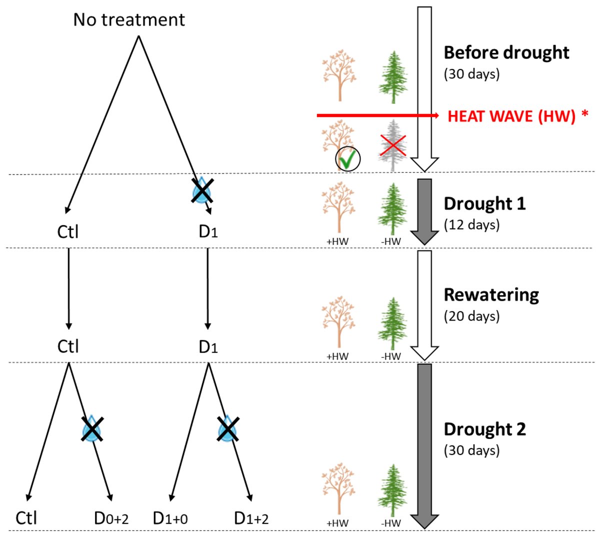ESAEcosphere's tweet photo. Do forest trees possess #StressMemory? A new study of sugar maple & white spruce finds little evidence for this type of response to repeated stress
https://t.co/4V8ZogEB9r
#Drought #StressAccumulation #ClimateChange #OpenAccess @ISFORT_UQO @CEF_CFR @UQO https://t.co/OnIkd97ey9