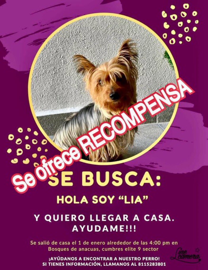 🐶 COMPARTAN 🐶

Se busca a #LIA se perdió el 1 de enero en Cumbres Elite 9 sector, es una Yorkie, no sabe andar en la calle y su hogar la espera , si la reguardaste favor de comunicarse al 8115283801 ¡GRACIAS!

Su familia ofrece una importante recompensa 💰
<a href="/DanyelaReyes/">Daniela Reyes🪐</a>