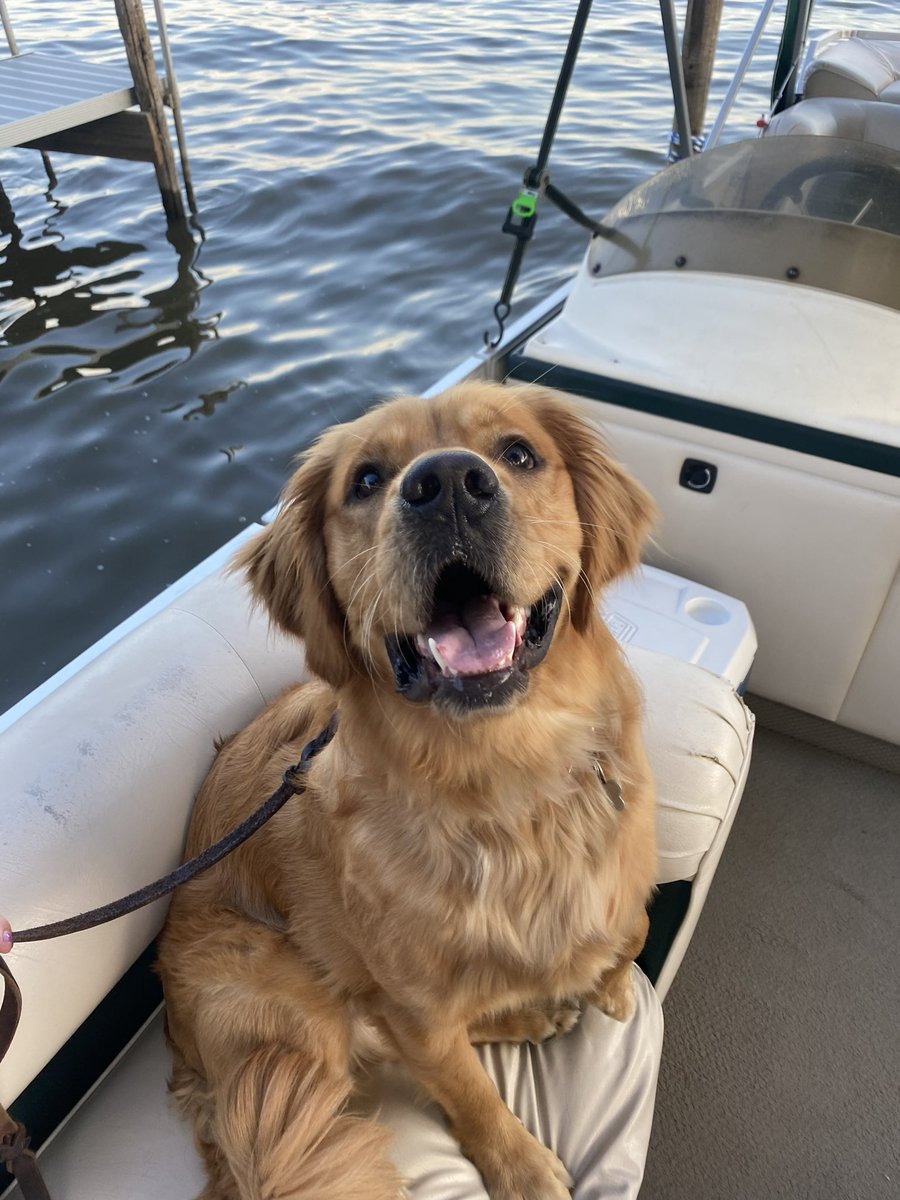 amunch1029's tweet photo. @GoldretrieverUS Can Zeke get in #TongueOutTuesday https://t.co/N73zYHD3Be