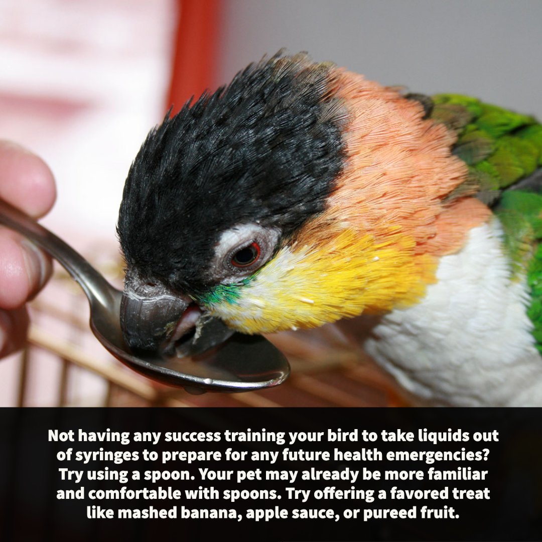 aavonline's tweet photo. https://t.co/j0e5RlXkzg
#AAVEnrichmentTip #avianenrichment #birdenrichment #avianforaging #busybeaksbusybrains #foraging #foragingforfood #workforit #avianbehavior #parrots #avianmedicine #parrotlover #parrotlife https://t.co/xvASfvPh5v
