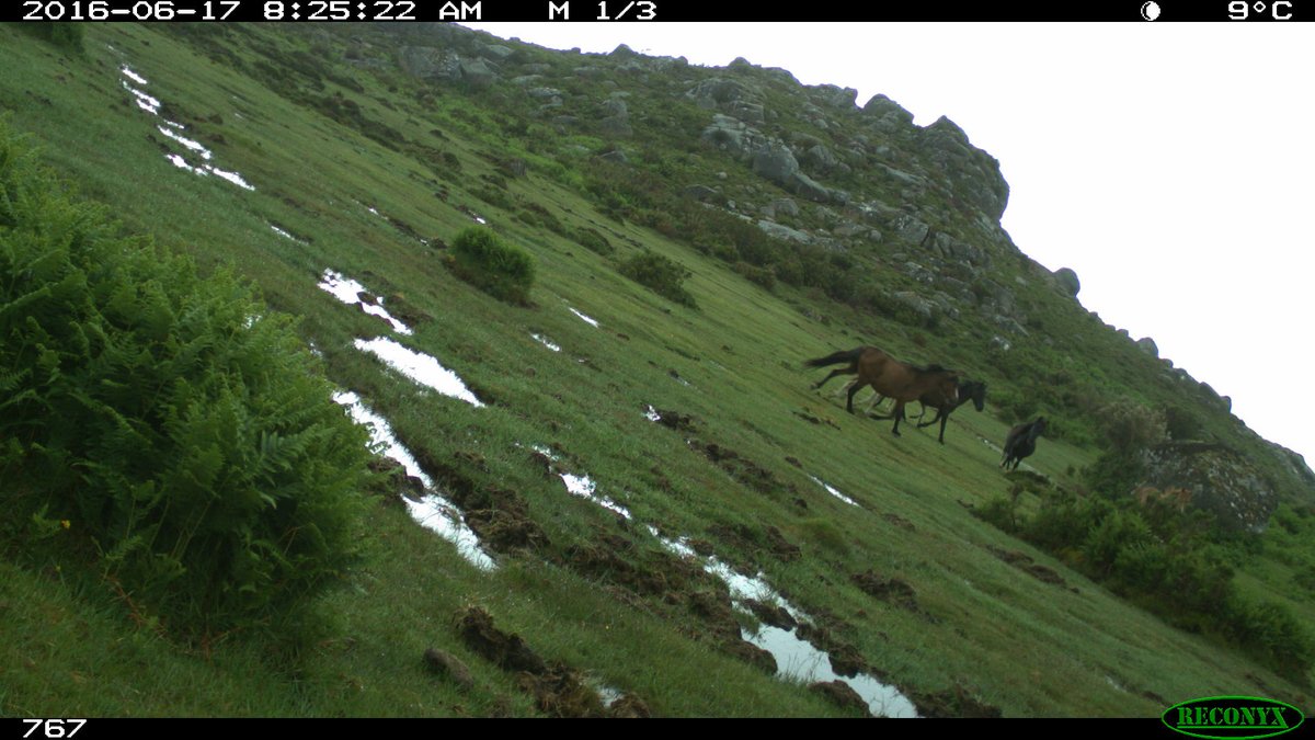 hmlfpereira's tweet photo. And my favourite observation from all time: an attack of a wolf to a horse herd, repelled by the mare! (4/4). https://t.co/Cq4pAkUqEO