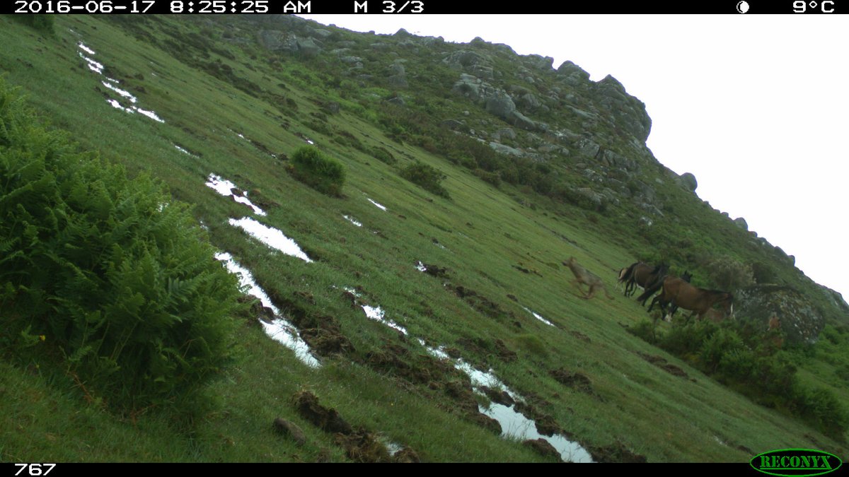 hmlfpereira's tweet photo. And my favourite observation from all time: an attack of a wolf to a horse herd, repelled by the mare! (4/4). https://t.co/Cq4pAkUqEO
