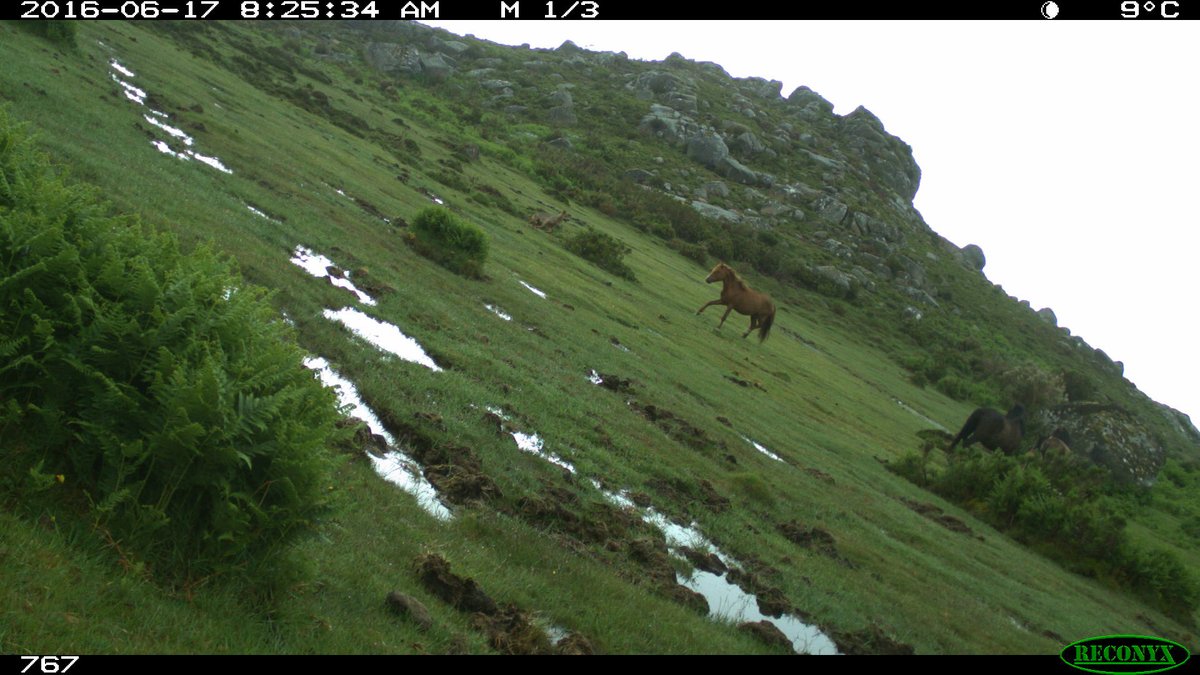 hmlfpereira's tweet photo. And my favourite observation from all time: an attack of a wolf to a horse herd, repelled by the mare! (4/4). https://t.co/Cq4pAkUqEO
