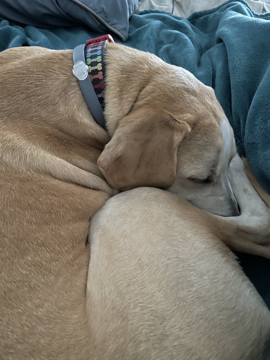 BrownieTurd's tweet photo. Good morning. #CuddleTurd #WeightedBlanket https://t.co/k93bAmp66V