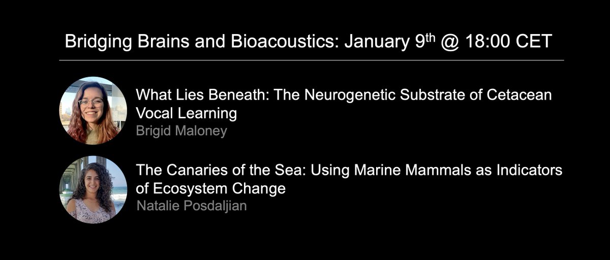 Announcing the first seminar of 2023! 

Next week we'll hear all about the neurogenetics and ecology of cetacean vocal behavior from speakers Brigid Maloney (@BrigidMaloney) and Natalie Posdaljian (<a href="/illuminatttttt/">Natalie Posdaljian</a>) 🐳

🗓️ January 9th 18:00 CET
✅ Register: bit.ly/3ClW31w