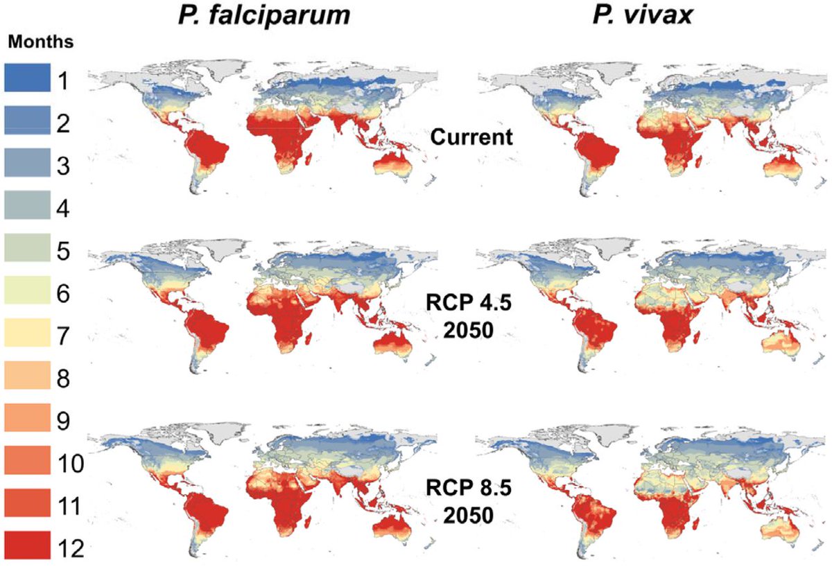 Happy New Year! 🎆 Two preLights to kick off 2023.

2nd: urban-adapted mosquitoes may spread malaria to new regions as the Earth warms 🦟🌎 - an important (and alarming) #preprint from @SadieRyan, <a href="/AedesLady/">Dr. Cat Lippi</a> and team.

By <a href="/SophiaFriesen2/">Sophia Friesen</a>  
<a href="/HariharanLab/">Iswar Hariharan, ईश्वर हरिहर,  ஹரிஹரன் ஈஸ்வரன்</a> 

prelights.biologists.com/highlights/map…