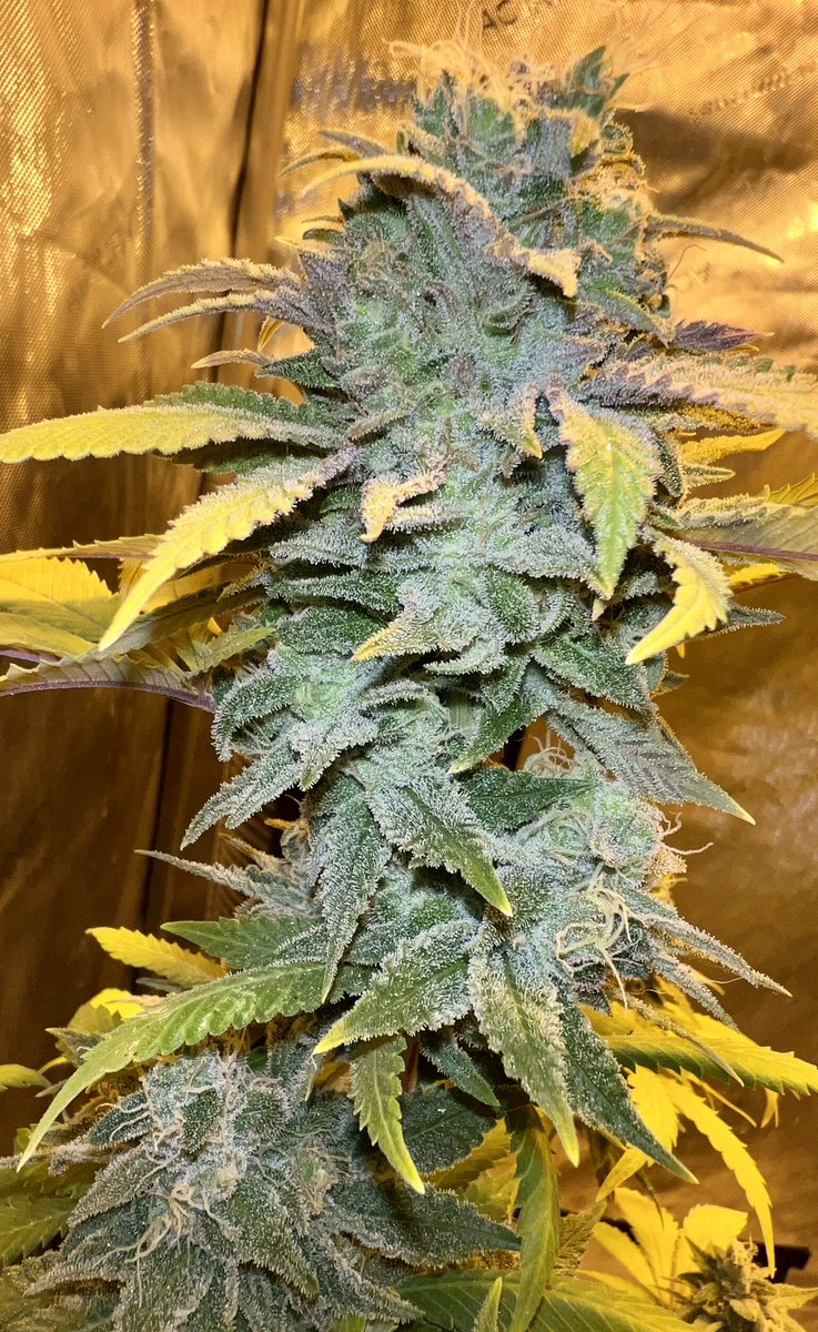 ChefTurtle2's tweet photo. Frosty https://t.co/9FUzavPCcd