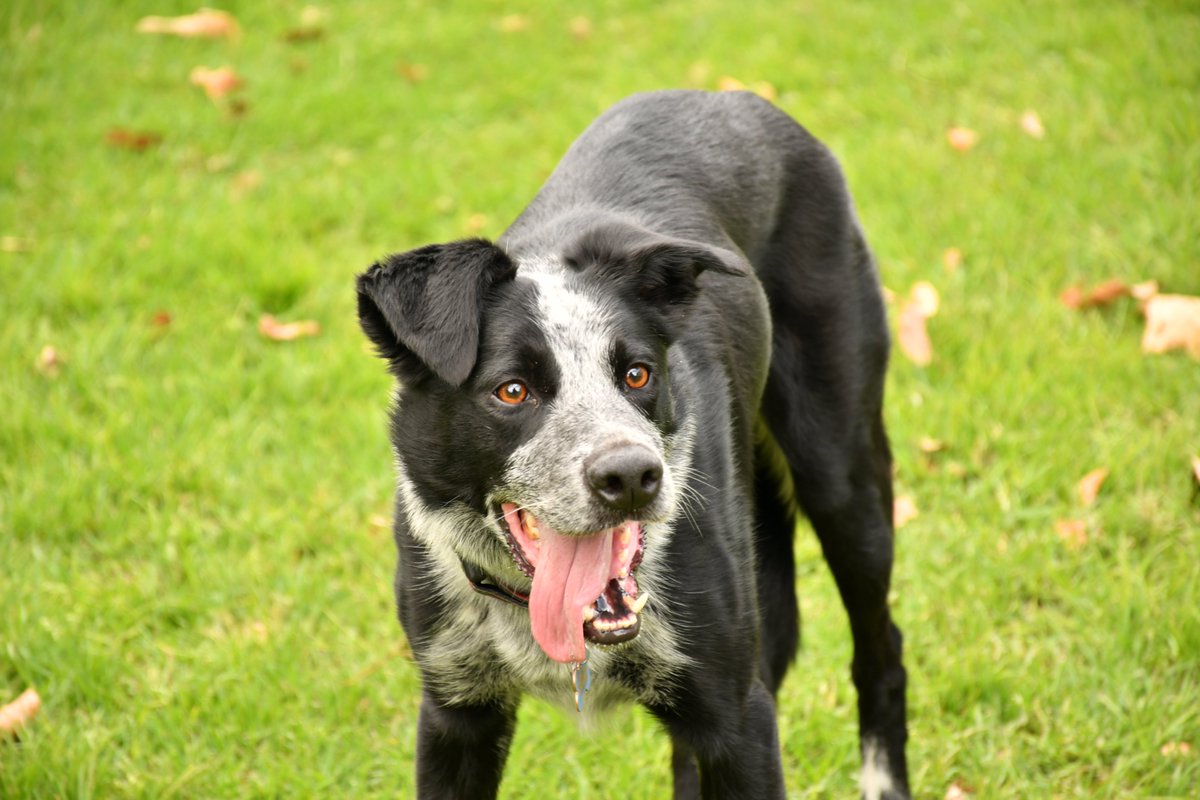 cruzrojabogota's tweet photo. ¡Hola, soy Luca! 🐶 🐾
Me encanta correr, jugar y estar con mis humanos favoritos.
Siempre estoy con ellos divirtiéndome y ellos cuidándome, pero debo admitir que hay algo que me da temor. 🫢
#Dogs #TipsCaninos https://t.co/ee2ePH5aVR