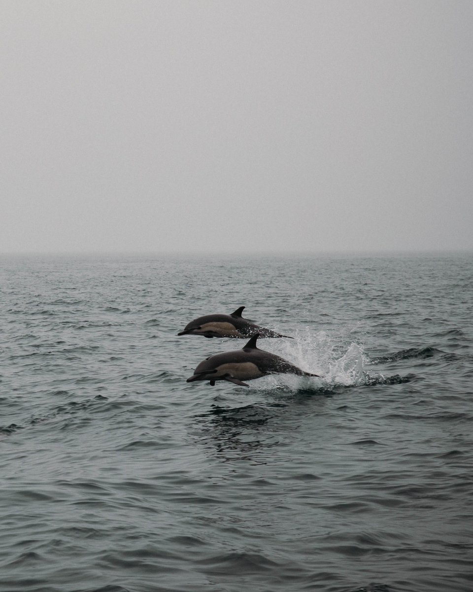 _audi5000_'s tweet image. probably my favorite photos i took in 2022 - 

dolphins in dana point