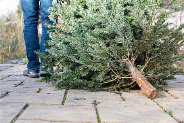 sandra_G66's tweet image. Ik zag een buurjongen slepen met een kerstboom die verdacht veel op de onze leek. Daar gaat weer 0,50€. Vroegah gingen we ook kerstbomen ‘rauzen’ maar we kregen daar niks voor. Ze werden op een ‘landje’ verderop in de fik gestoken. #tripdownmemorylane
