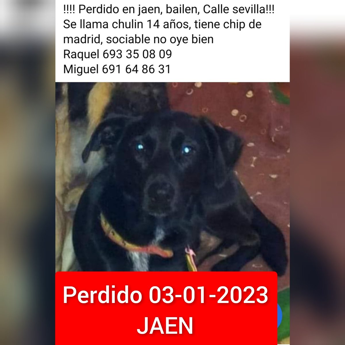Jaén
Por favor estad atentos
Chulin está pasando unos días allí, a ver si lo encontramos, su familia vive en Madrid