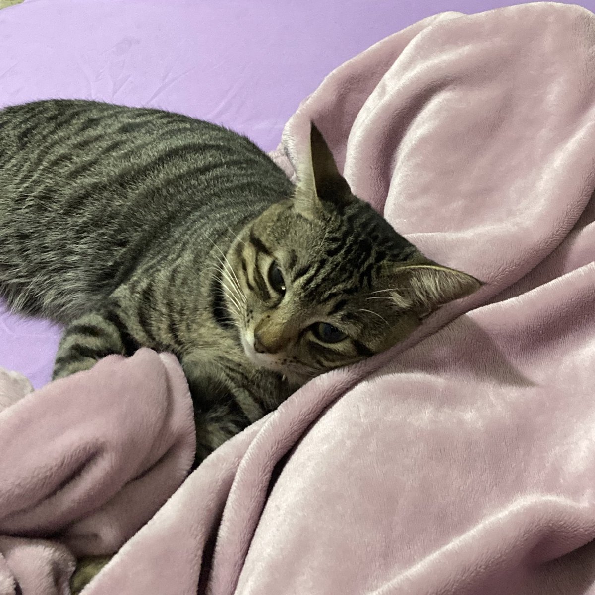 fivekenma's tweet photo. baker fell asleep and my leg about to be numb https://t.co/4YjEmhZ0bi