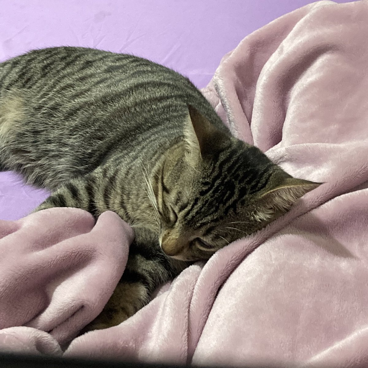 fivekenma's tweet photo. baker fell asleep and my leg about to be numb https://t.co/4YjEmhZ0bi