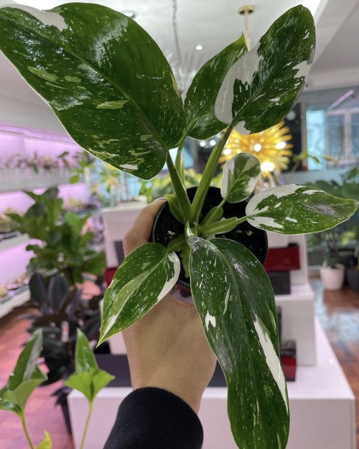 BloorYorkville's tweet photo. Calling all plant lovers! Check out #TheBotanicalCollection plant shop with a curated collection of rare &amp; exotic plants, plant accessories and related products. 🌿🪴

📍97 Scollard Street 

#Plants #Yorkville #PlantLovers #BYTime https://t.co/RTVVqc6q8i