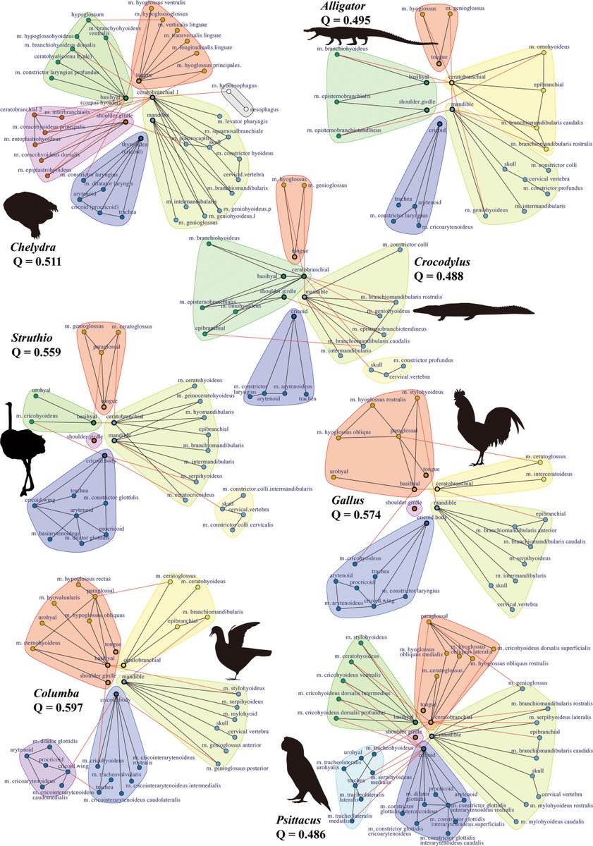 Network analysis applied to modern dinosaur relatives - birds and crocodilians - reveals different evolution of their tongue & larynx. New research by Junki Yoshida, Yoshitsugu Kobayashi & @Paleo_Fiorillo 
doi.org/10.1002/ar.251…
#Archosauria #hyolaryngeal #anatomy #evolvability