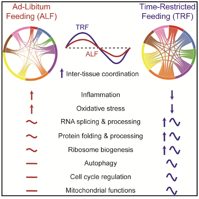 SatchinPanda's tweet photo. Time-restricted eating is known to improve conditions that affect many organ systems, but the underlying genomic changes were unknown. This @Cell_Metabolism paper shows widespread effects of #TRE on thousands of genes in different organs and brain. 
https://t.co/D9AhBLs1w2 https://t.co/akQDzsvs6M