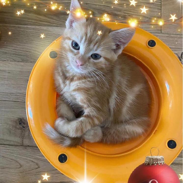 #12DaysOfChristmas 
On the 9th day of our Ginger #Christmas fest here we have another little one. He’s been playing with his fave toy & looks as if he’s just too tired to move & is about to fall asleep in it ❤️❤️😸