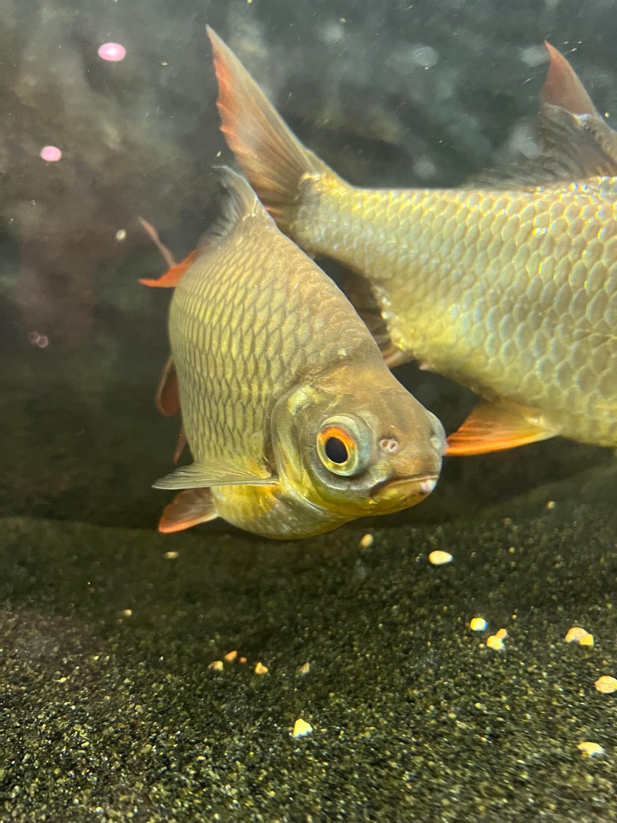DAC_atHome's tweet photo. he’s not the prettiest fish….or the smartest….or the most personable….but he’s thicc https://t.co/kR1ubKlC5B https://t.co/LJMyiO7Ohg