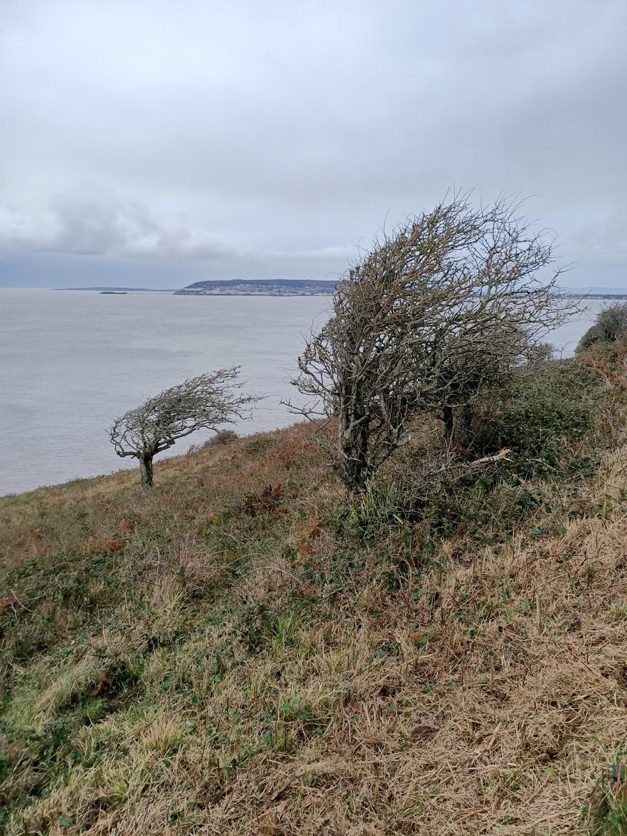 CarolynDActor's tweet photo. Nothing quite like a run in the wilderness,by the sea,in the wind & rain to feel totally invigorated 😄💞 #nature #trailrunning #fitness #gothatextramile https://t.co/WBJwmNpkiq