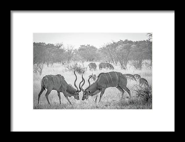 #african #kudu #kudubattle #wildlifephotography #wildlifeconservation #wildlife #africanphotography #travelphotography #AYearForArt #BuyIntoArt #blackandwhitephotography 
fineartamerica.com/featured/kudu-…