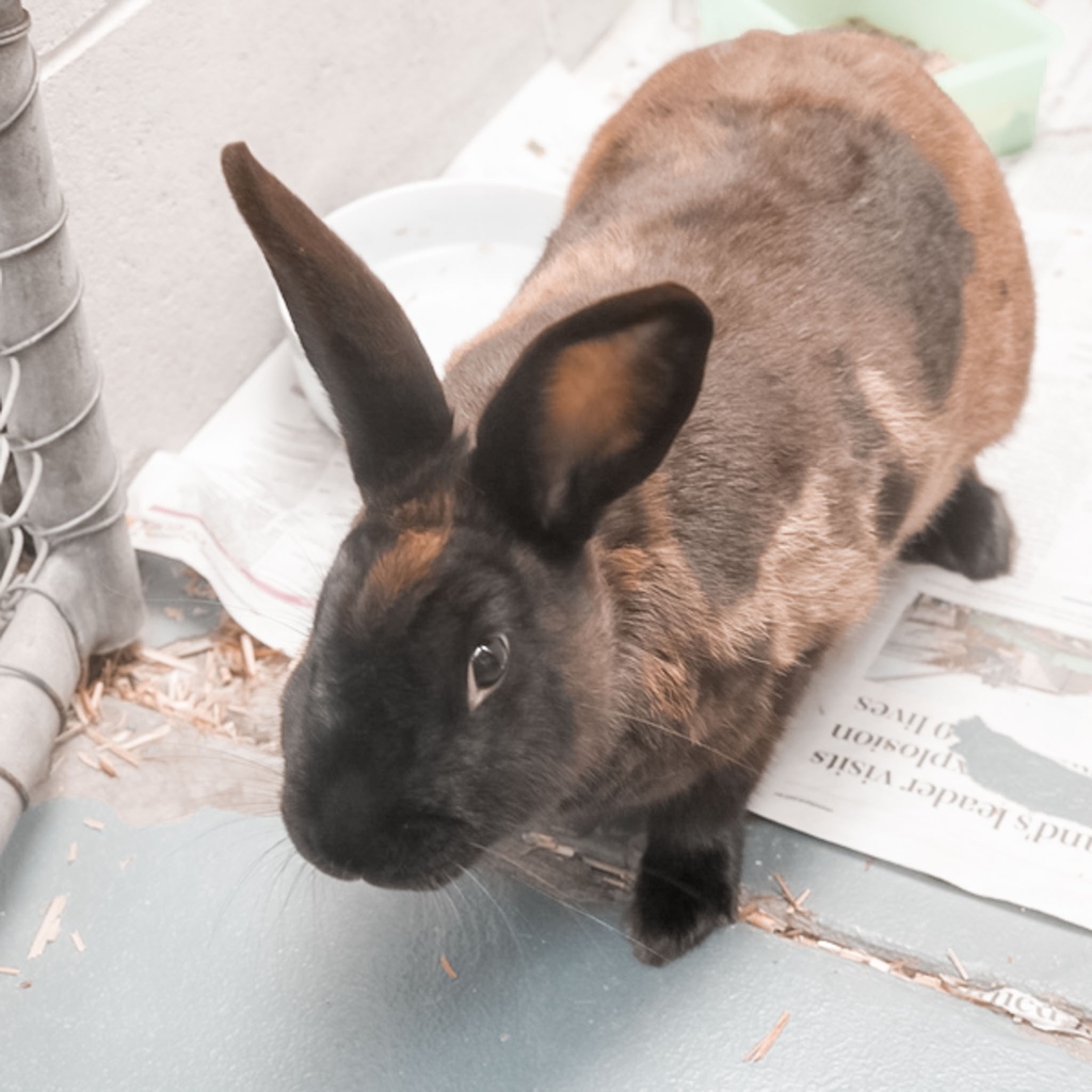 akellyauthor's tweet image. Meet Rafetty, he's a rex rabbit. 🐇  He's not mine, but in the spirit of protection, I'll be his Guardian Angel and that's a good start of the year!

#rspca #rexrabbit #authorlife #amwriting #wabbit #romanceauthor