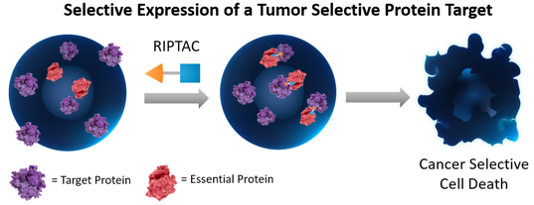 Ever try to drug an oncoprotein driver only to have the tumor lose its dependency on it and become drug resistant? Introducing RIPTACs (Regulated Induced Proximity Targeting Chimeras) in collaboration with Halda Therapeutics.