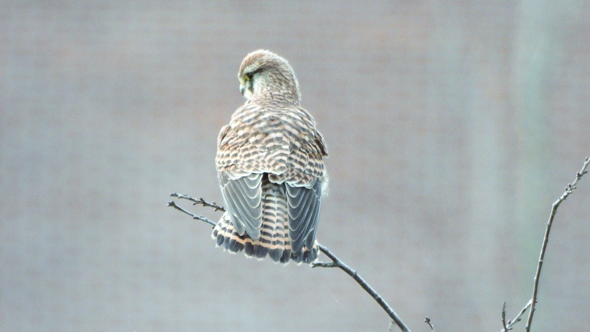 inja5248's tweet photo. #torenvalk in 'n fruitbongerd in de #Linnerweerd

#falco_tinnunculus #BirdsSeenIn2023🇳🇱 #birdphotography 

@vogelnieuws @Britnatureguide @Sovon @Roots_NL
 @NatureTodayNL https://t.co/tSvkzd3ZBh