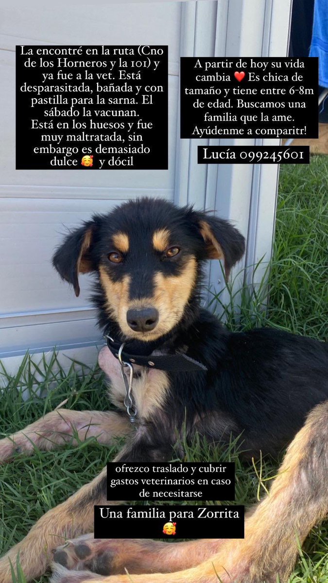 XimeSuarez's tweet photo. Hola! Buscamos hogar transitorio o permanente para esta belleza! Ayudan con un RT ❤️@redbicheraof @diegodelacurva  @Andyyvila @elFerDias https://t.co/FBeCoi3fxE