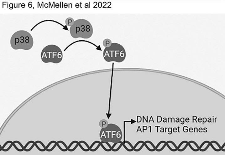 Molecular Cancer Research (@mcr_aacr) on Twitter photo From the January issue:
ATF6-Mediated Signaling Contributes to PARP Inhibitor Resistance in #OvarianCancer, by McMellen et al.
bit.ly/3G7Bze6
<a href="/CUMedicalSchool/">CU School of Medicine</a> From the January issue:
ATF6-Mediated Signaling Contributes to PARP Inhibitor Resistance in #OvarianCancer, by McMellen et al.
bit.ly/3G7Bze6
<a href="/CUMedicalSchool/">CU School of Medicine</a>