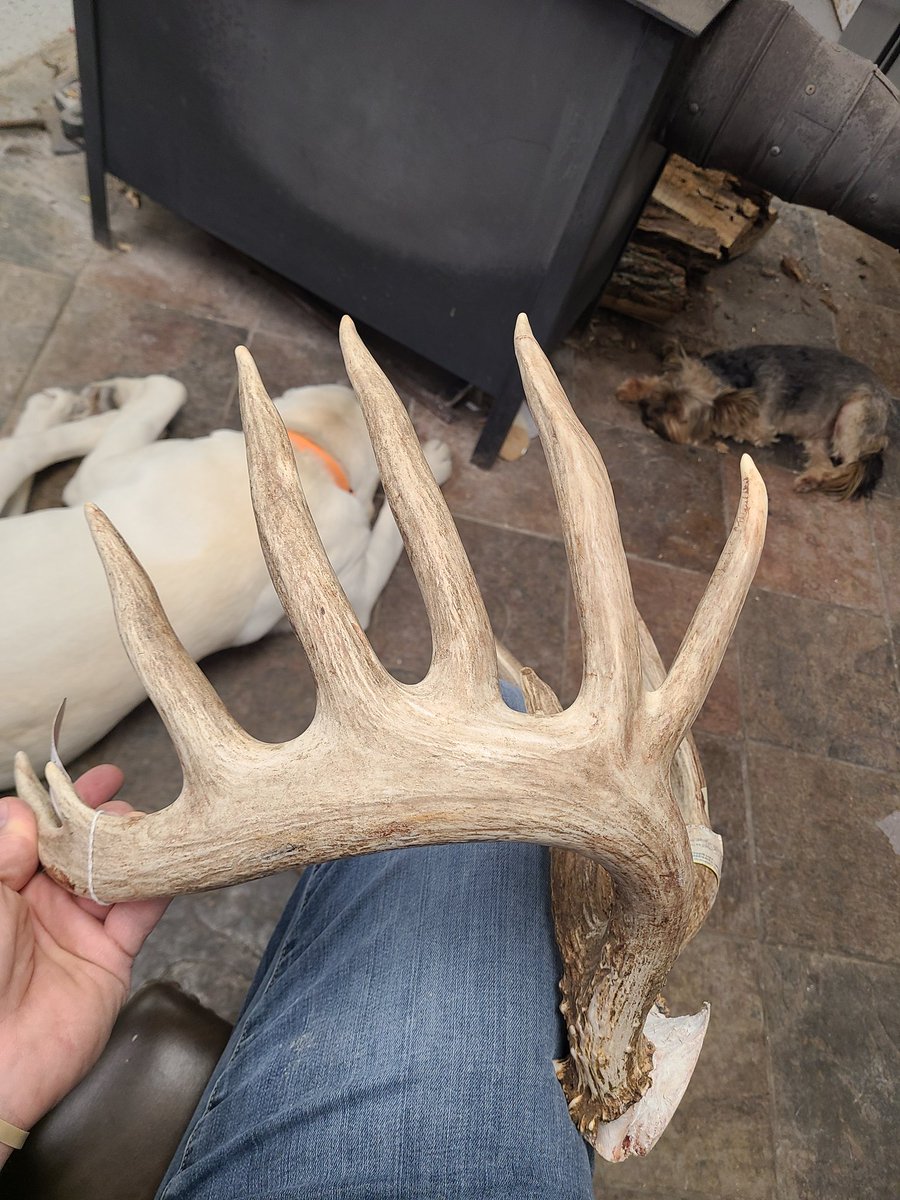 Row of tines on this 180" class Iowa buck.