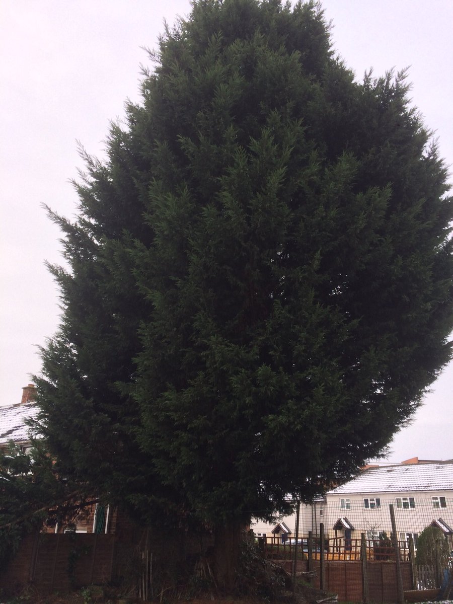 Firsttreecare tweet picture