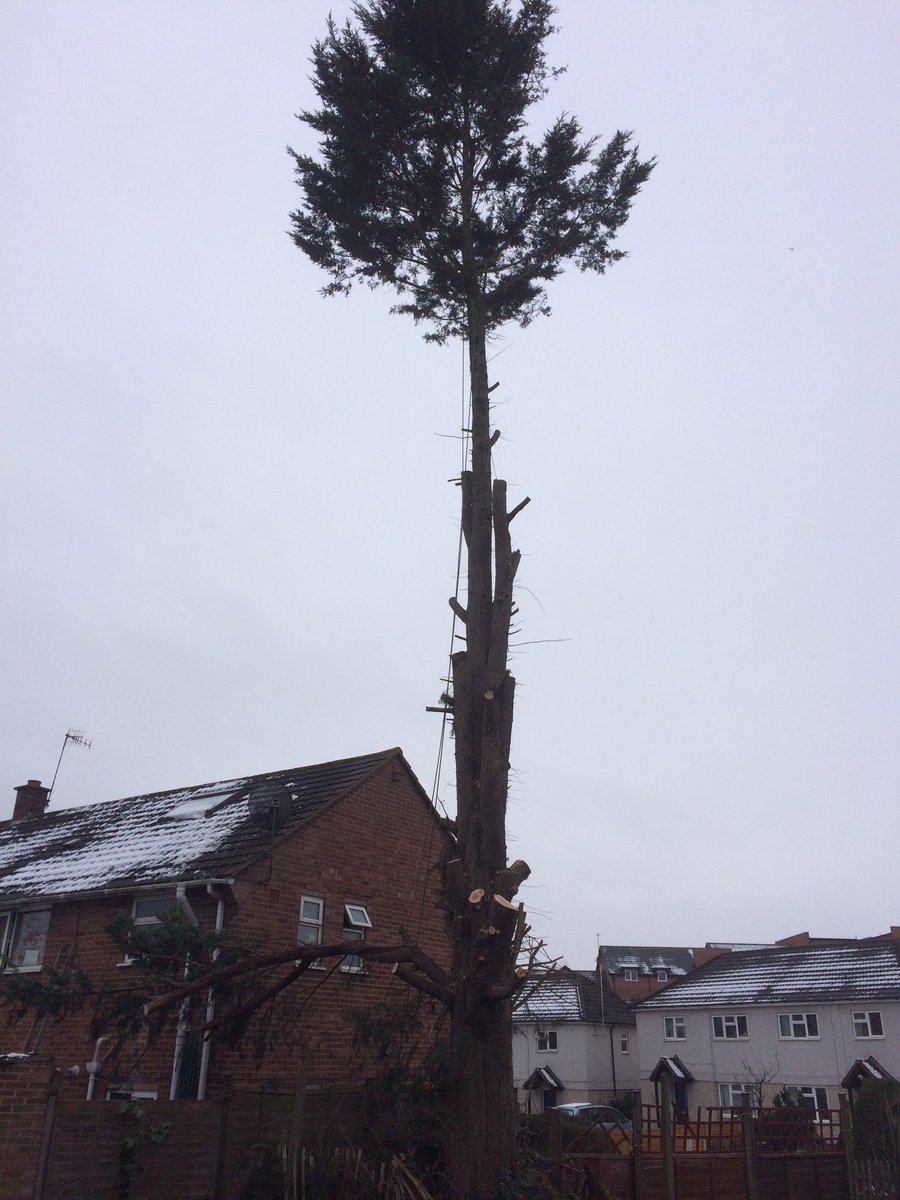 Firsttreecare tweet picture