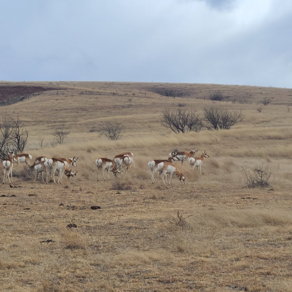 bigfokkerdog's tweet photo. Speedgoats (antelope, pronghorn to the left, right and dead ahead. The only living species in the Antilocapridae, only found in North America. #pronghorn #antelope #Speedgoats #Lascienegasnca https://t.co/RJz5BuPA42