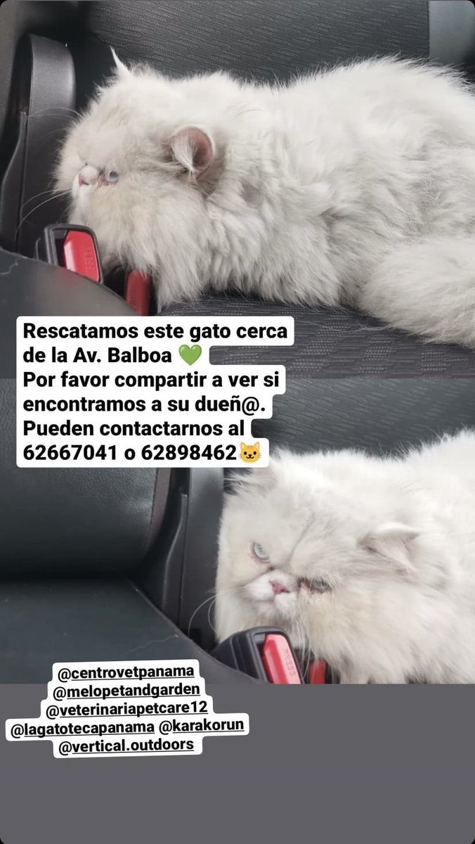 viv_m18's tweet photo. Unos conocidos encontraron a esta gata (ya se sabe que es hembra) y la mantienen en un hogar seguro por el momento. No tiene plaquita.
Mañana la llevarán a checkeo con vet, pero si me ayudan con un RT a ver si encontramos a sus dueños💗
Gracias🐾 https://t.co/olGB2fqzvg