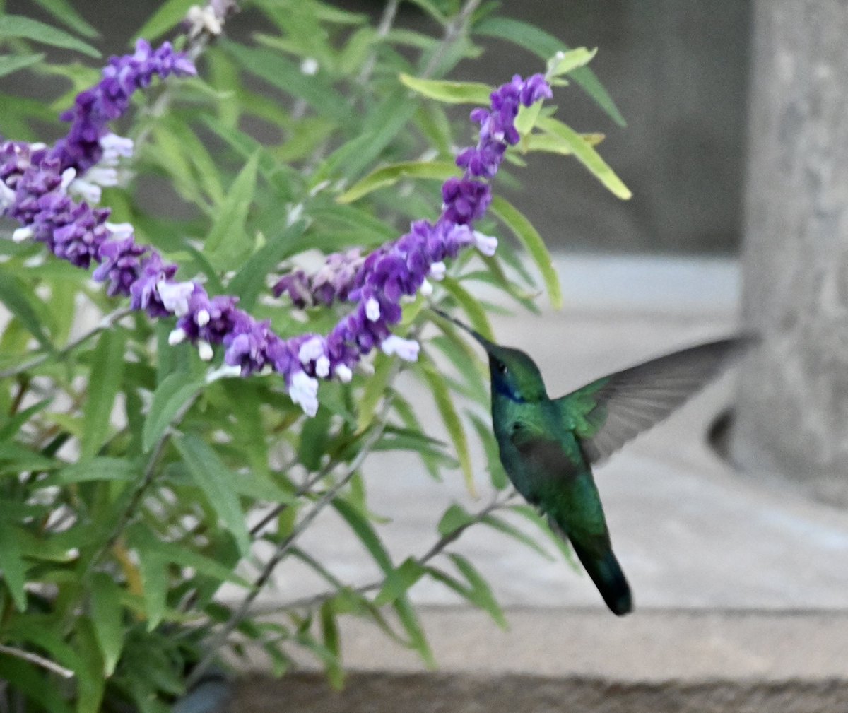 Wasn’t expecting to see this Sparkling Violetear hummingbird in #LaPaz, Bolivia. Hummingbirds have been a highlight of my trip in South America. Little busy beauties. #southamericanbirds #bolivianbirds #NaturePhotography #naturelover