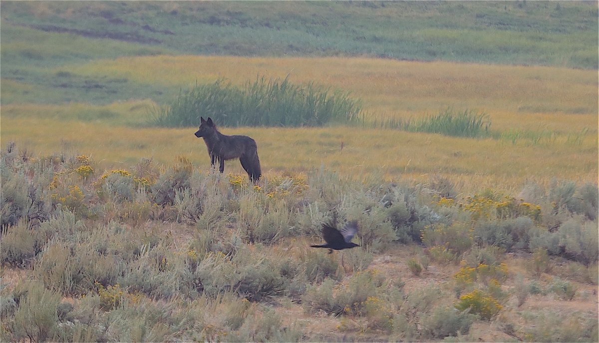 We suggest banning all but subsistence hunting on public land. No trophy hunting of any kind, no trapping, no killing contests, none of it. Permits should be issued based on economic need, tribal rights and scientific review of population densities.

Not a trophy 
Not for sport