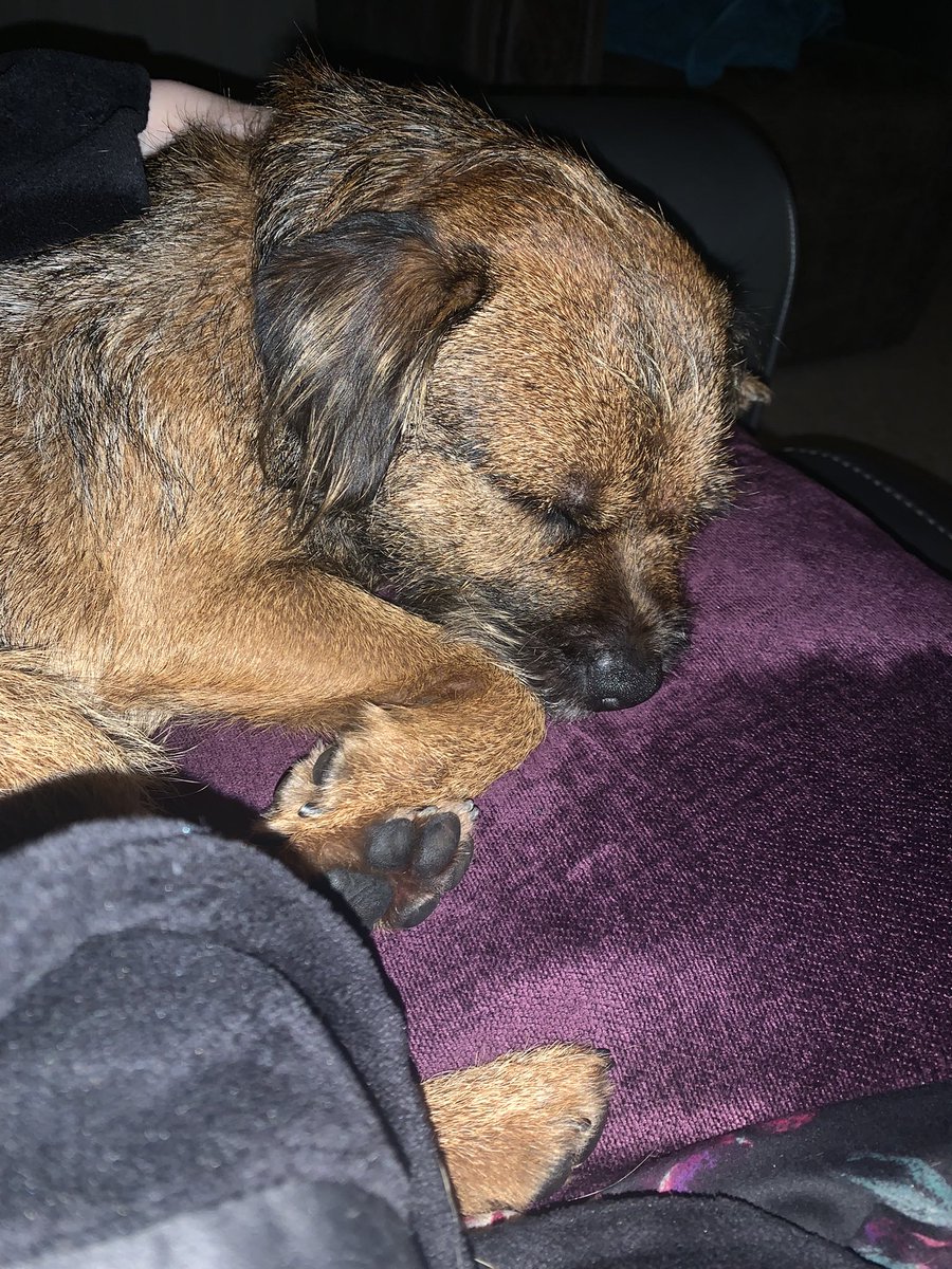 BodhiSattvas21's tweet photo. Started watching my Man Utd v Bournemouth but was tired and am now having a snooze cuddled up to Mamma. Come on you Reds! Night all. #Bodhi #borderterrier #BTposse #ManUnitedfan #tiredboy #ManchesterUnited #MUNBOU https://t.co/k608xARZ9e