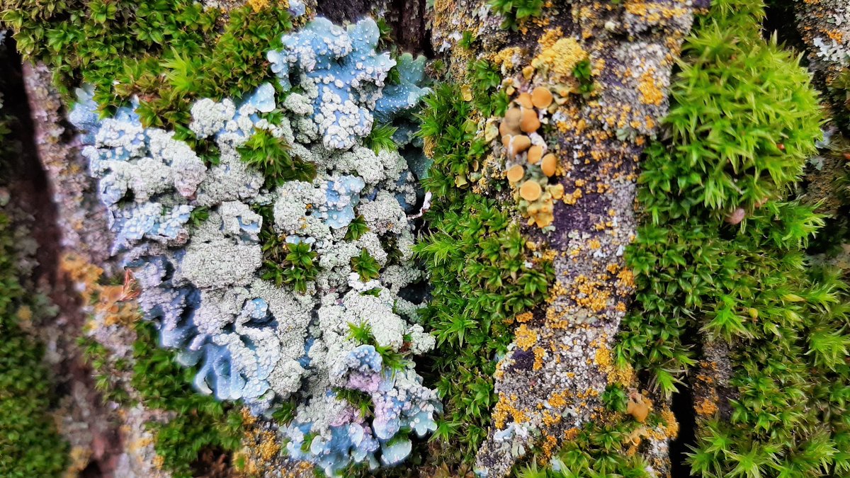 inja5248's tweet photo. de wonderlijke wereld van #mossen en #korstmossen tussen de bast van een oude eik
zo mooi die kleuren
#Linnerweerd #MiddenLimburg

@FloraNederland @Limb_Landschap @Roots_NL @Britnatureguide @NatureTodayNL @VroegeVogels https://t.co/g4nkwGxuCk