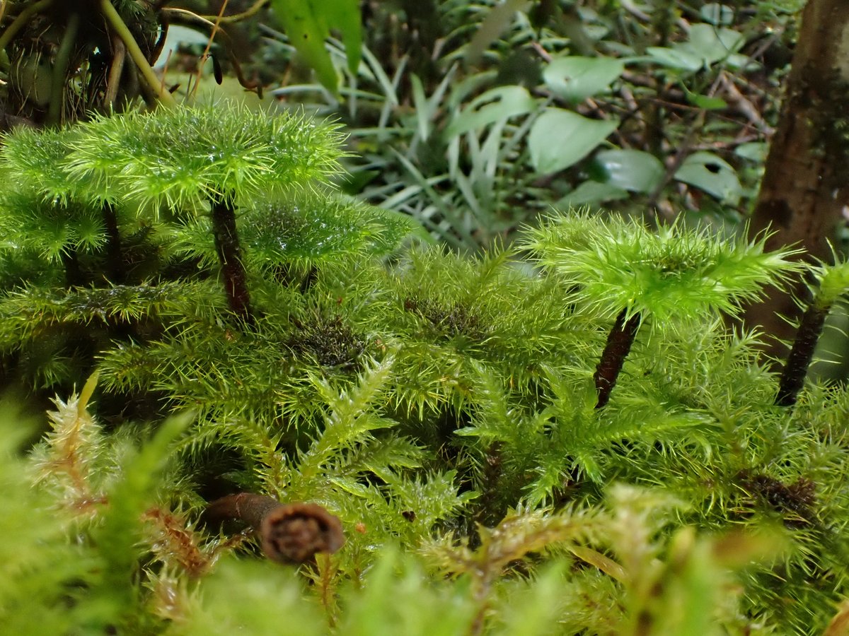 LewisStuff's tweet photo. Bryophytes are abundant in the very wet conditions on Kinabalu, Sabah; this rather nice 'tree moss' with thick woody 'stems' is locally abundant on fallen logs.  Any ideas on this one @BryophyteSurvey @BBSbryology ? https://t.co/d55UcGkPP1