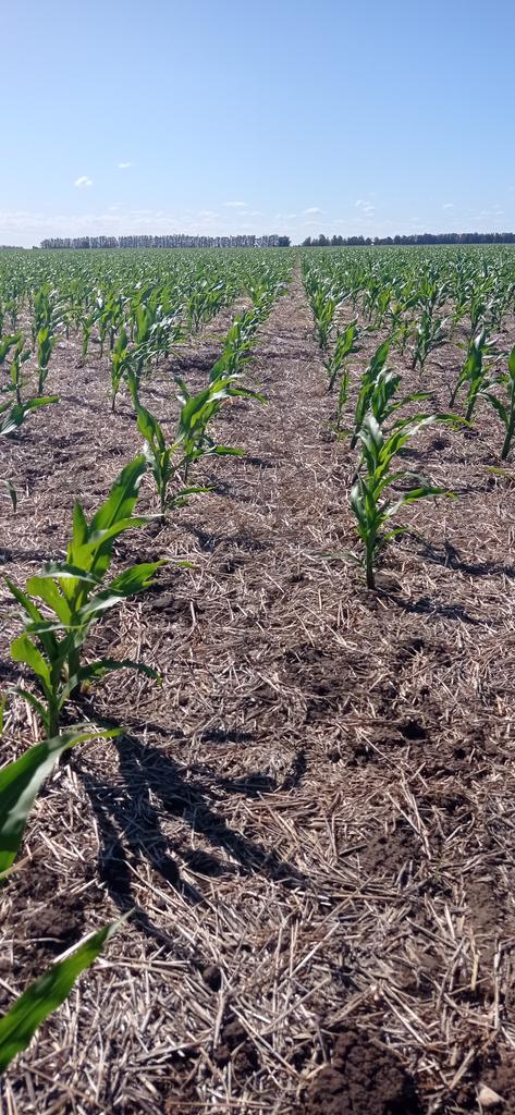 Cómo está la #humedad para sembrar #maizdesegunda hoy? Foto1 y 2. Cómo esta un #maizdesegunda sembrado en los cuartos de final? Foto 3. Cómo está el #tardio? Foto4. Mismos jugadores <a href="/PioneerSemillas/">Pioneer Semillas</a> P0622 VYHR <a href="/NairSrl/">Agro La Nair SRL</a>. #Seguimosaprendiendojuntos