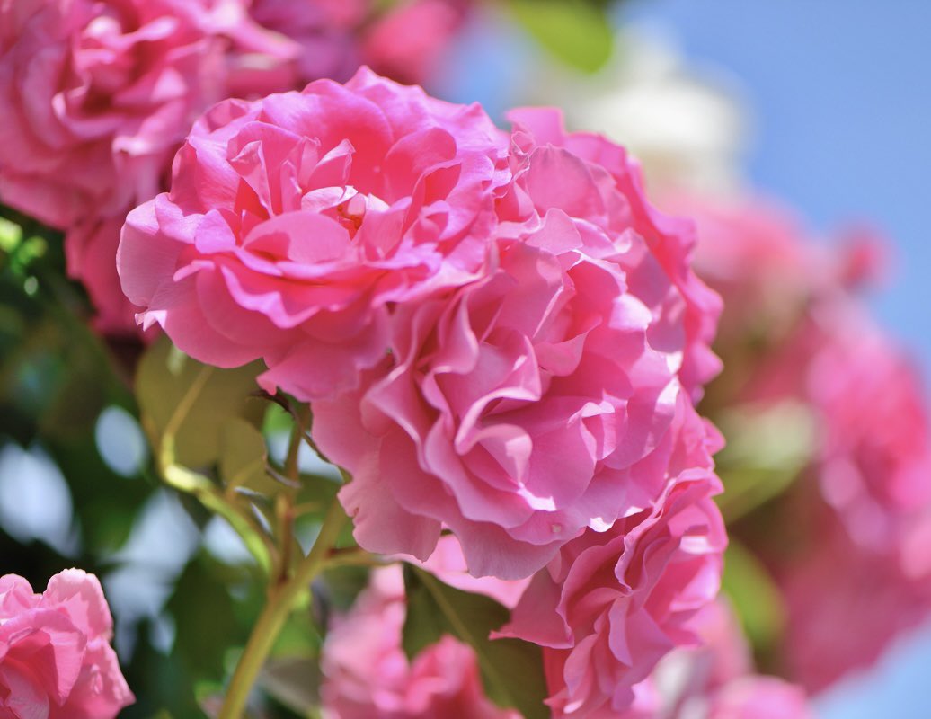 おはようございます🌹良い一日を✨