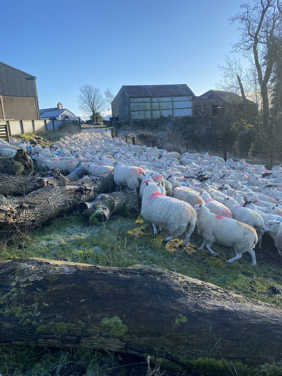 Sheep scanned and in lamb Hoggs triplets and leaner ewes on to kale and swedes usually have all the sheep on them but not the best of crops this year so fitter ewes staying on grass for a couple more weeks then on to a sacrifice field with hay and potale licks..