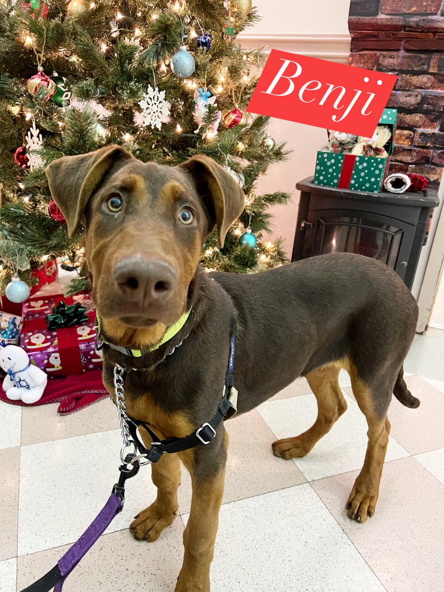 965KOIT's tweet photo. Meet Benji &amp; Leona from @Haywardanimals #WetNoseWednesday Learn how to adopt them here: https://t.co/A9UXIJtYcn https://t.co/rMyM28vX00