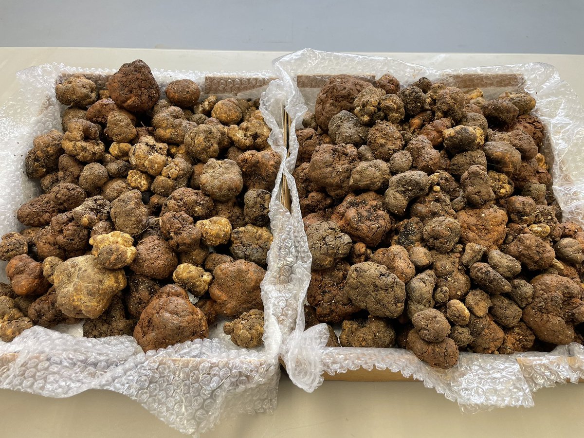 The 2023 #truffle harvest has officially begun!  Here is around 20 pounds that came from our orchard today (before cleaning).  #Food #Foodie